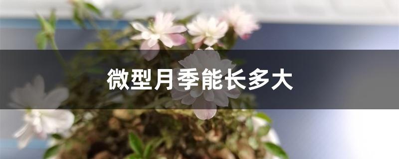 微型月季能长多大 微型月季能长多大