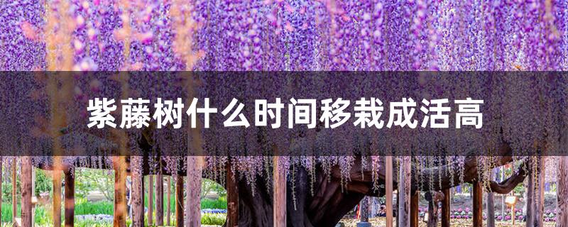 紫藤树什么时间移栽成活高 紫藤树什么时间移栽成活高