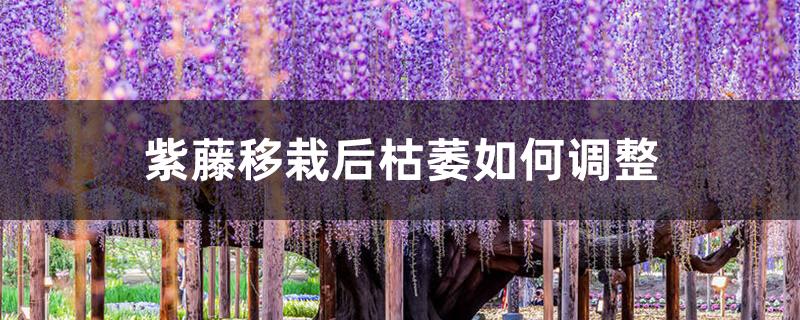 紫藤移栽后枯萎如何调整 紫藤移栽后枯萎如何调整
