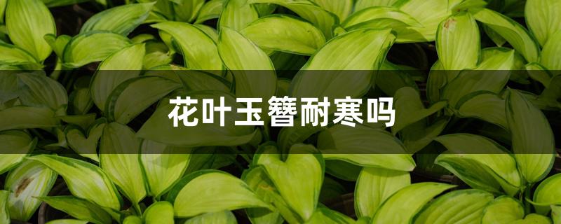 花叶玉簪耐寒吗 花叶玉簪耐寒吗