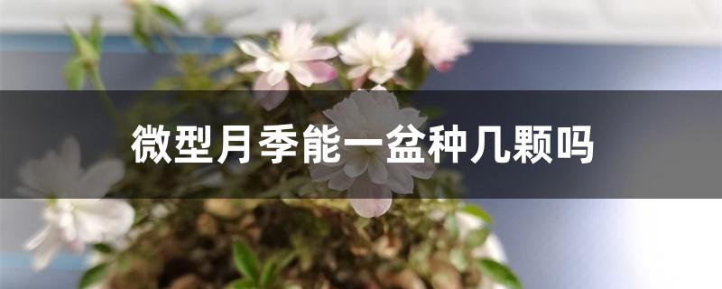 微型月季能一盆种几颗吗 微型月季能一盆种几颗吗