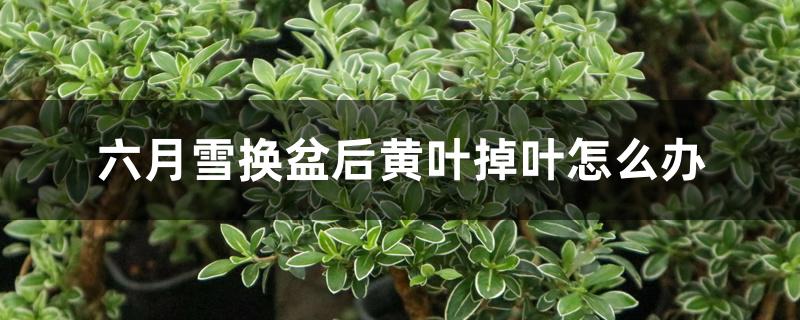 六月雪换盆后黄叶掉叶怎么办 六月雪换盆后黄叶掉叶怎么办