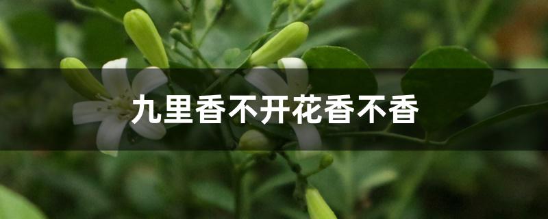 九里香不开花香不香 九里香不开花香不香
