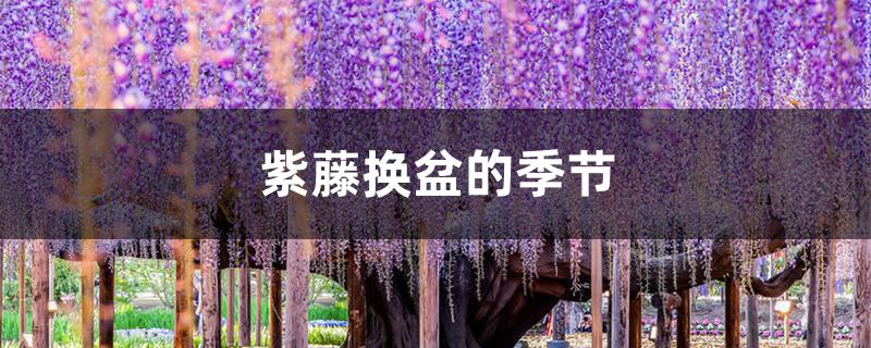 紫藤换盆的季节 紫藤换盆的季节