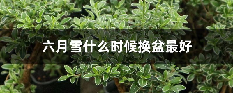 六月雪什么时候换盆最好 六月雪什么时候换盆最好