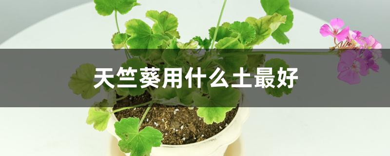 天竺葵用什么土最好 天竺葵用什么土最好