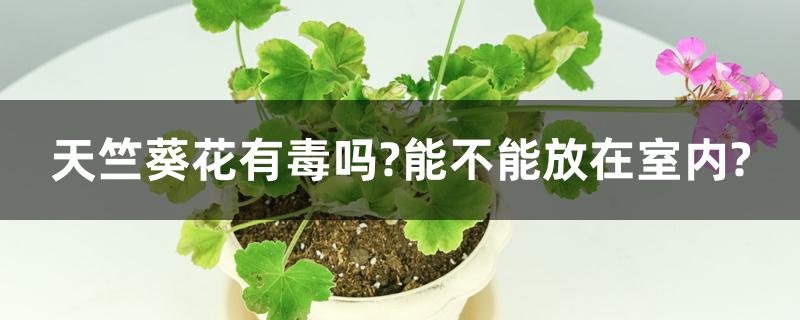 天竺葵花有毒吗?能不能放在室内? 天竺葵花有毒吗?能不能放在室内?