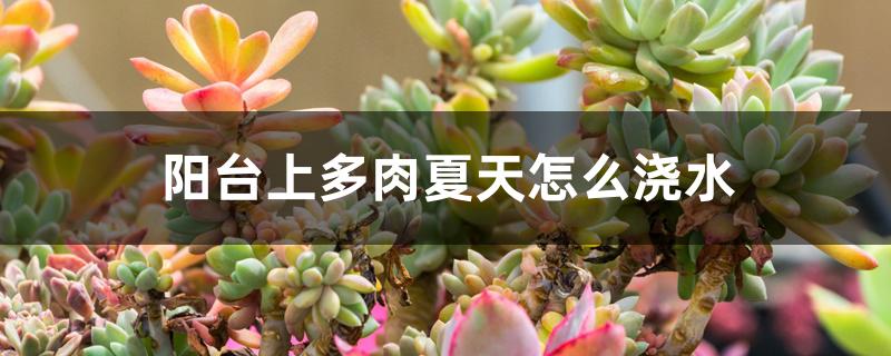 阳台上多肉夏天怎么浇水 阳台上多肉夏天怎么浇水