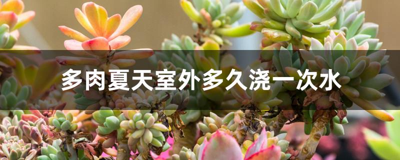 多肉夏天室外多久浇一次水 多肉夏天室外多久浇一次水
