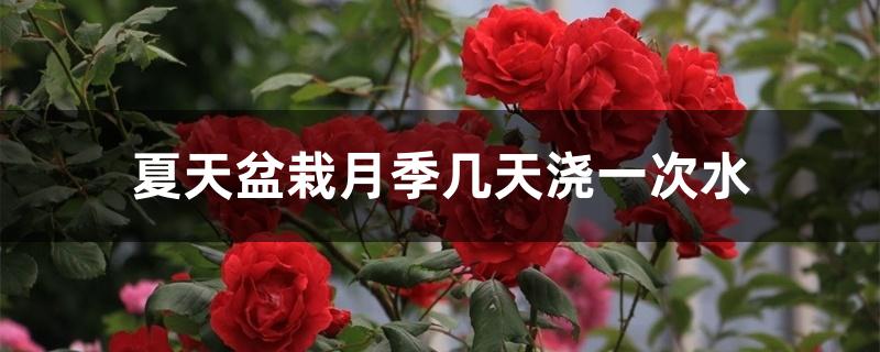 夏天盆栽月季几天浇一次水 夏天盆栽月季几天浇一次水