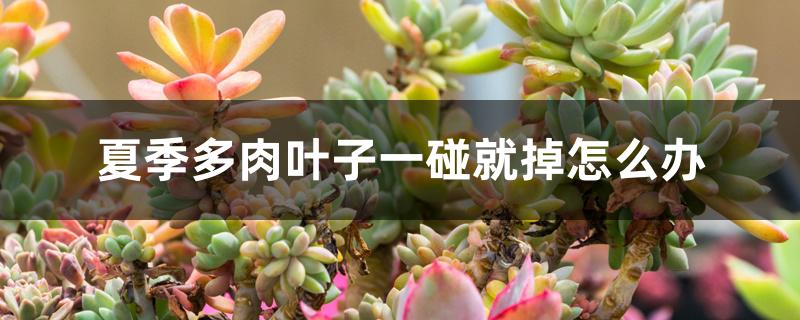 夏季多肉叶子一碰就掉怎么办 夏季多肉叶子一碰就掉怎么办