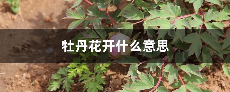 牡丹花开什么意思 牡丹花开什么意思