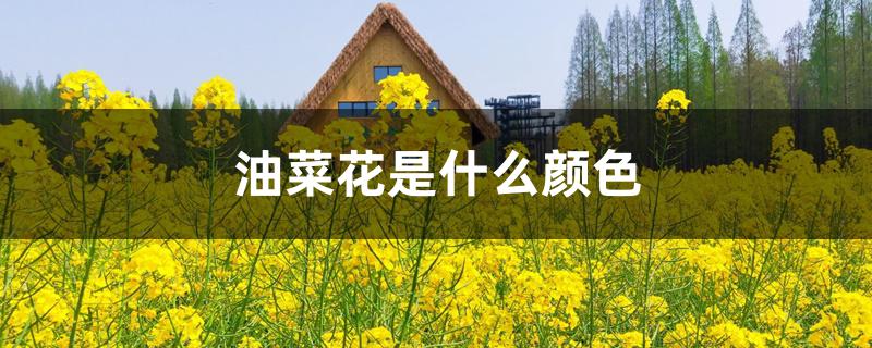 油菜花是什么颜色 油菜花是什么颜色