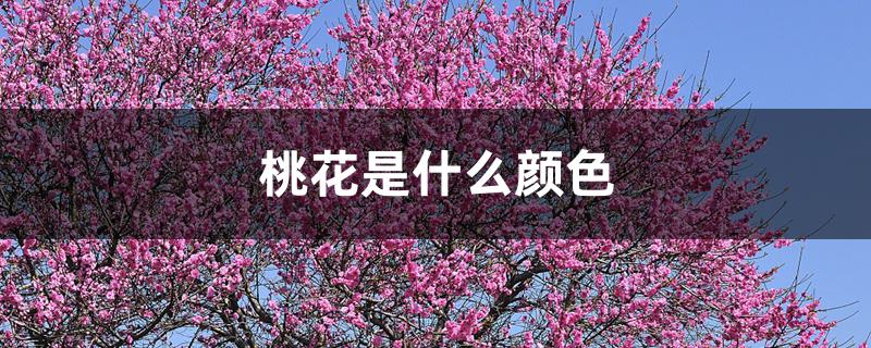 桃花是什么颜色 桃花是什么颜色