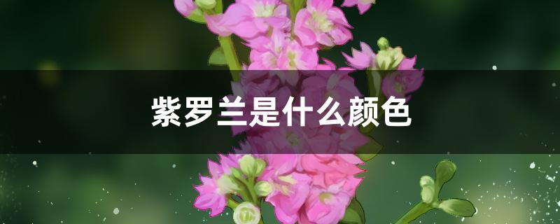紫罗兰是什么颜色 紫罗兰是什么颜色