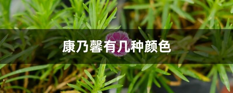 康乃馨有几种颜色 康乃馨有几种颜色