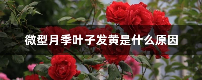 微型月季叶子发黄是什么原因 微型月季叶子发黄是什么原因