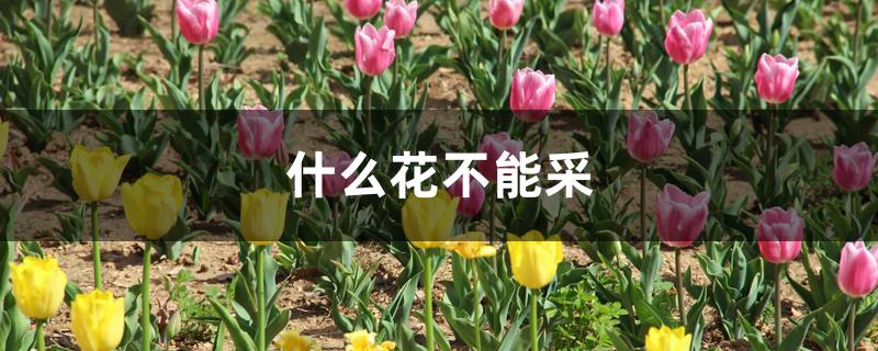什么花不能采 什么花不能采