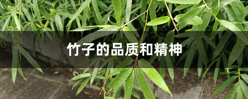 竹子的品质和精神 竹子的品质和精神