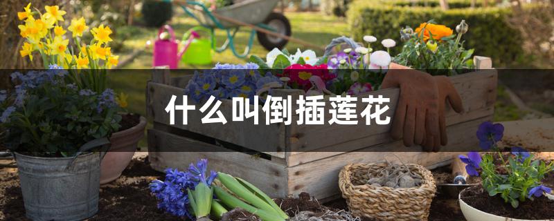 什么叫倒插莲花 什么叫倒插莲花