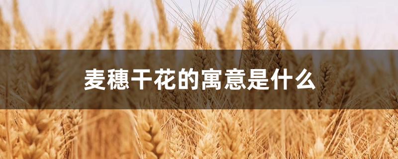 麦穗干花的寓意是什么 麦穗干花的寓意是什么