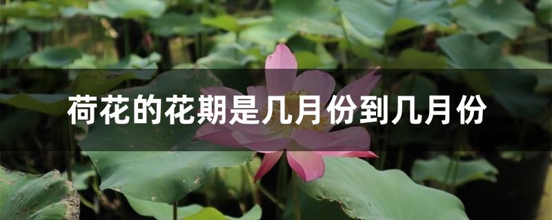荷花的花期是几月份到几月份 荷花的花期是几月份到几月份