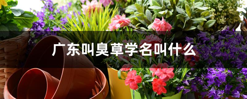 广东叫臭草学名叫什么 广东叫臭草学名叫什么