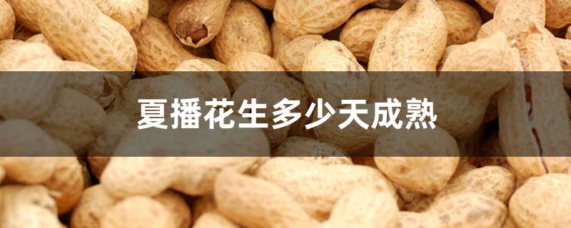 夏播花生多少天成熟