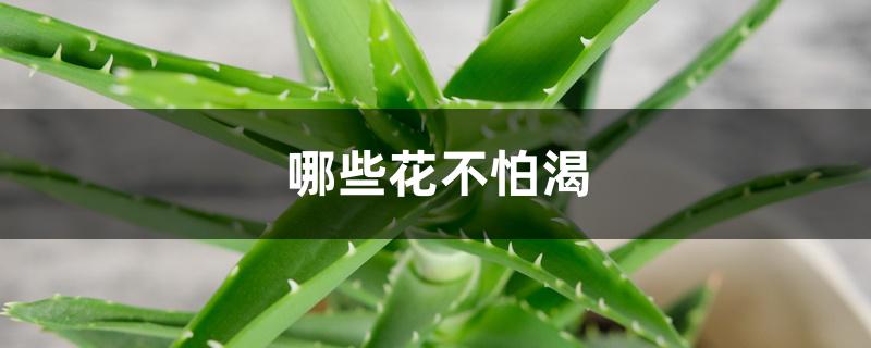 哪些花不怕渴 哪些花不怕渴