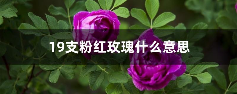 19支粉红玫瑰什么意思 19支粉红玫瑰什么意思