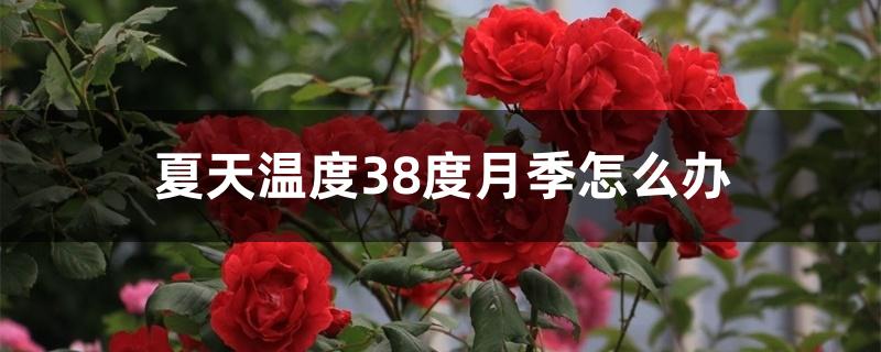 夏天温度38度月季怎么办 夏天温度38度月季怎么办