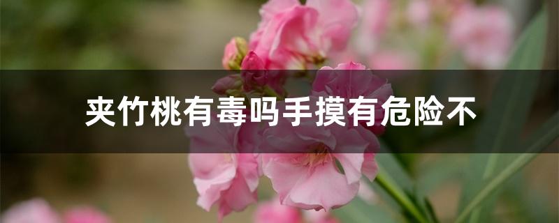 夹竹桃有毒吗手摸有危险不 夹竹桃有毒吗手摸有危险不