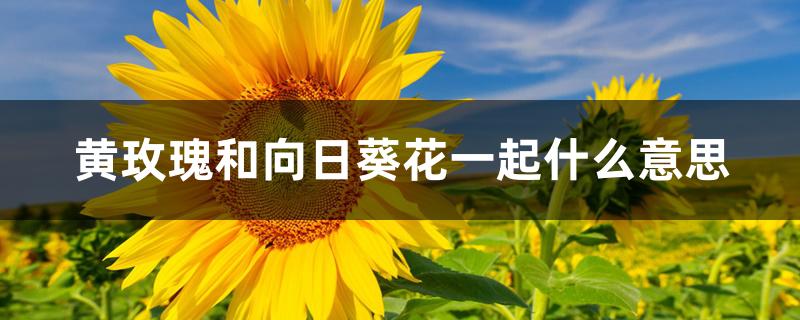黄玫瑰和向日葵花一起什么意思 黄玫瑰和向日葵花一起什么意思