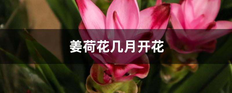 姜荷花几月开花 姜荷花几月开花