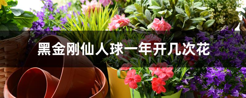 黑金刚仙人球一年开几次花 黑金刚仙人球一年开几次花