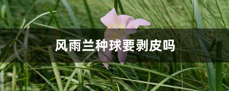 风雨兰种球要剥皮吗