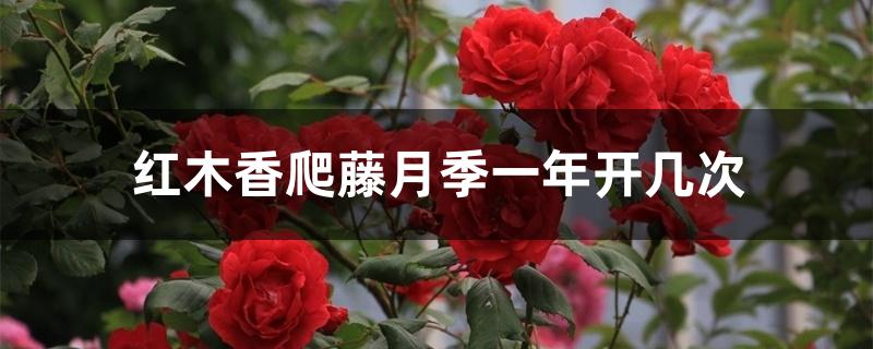 红木香爬藤月季一年开几次 红木香爬藤月季一年开几次