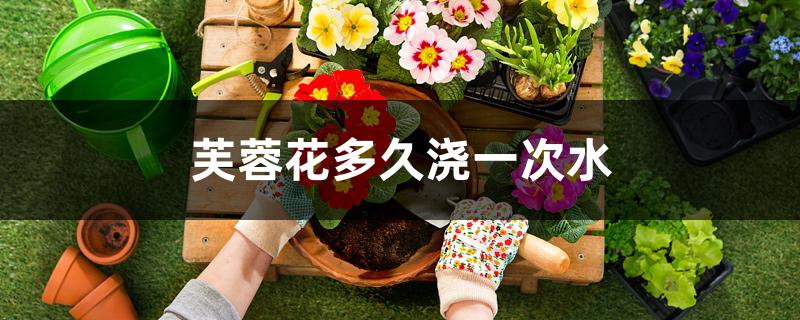 芙蓉花多久浇一次水 芙蓉花多久浇一次水