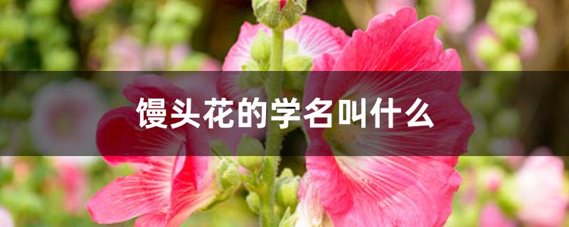 馒头花的学名叫什么 馒头花的学名叫什么
