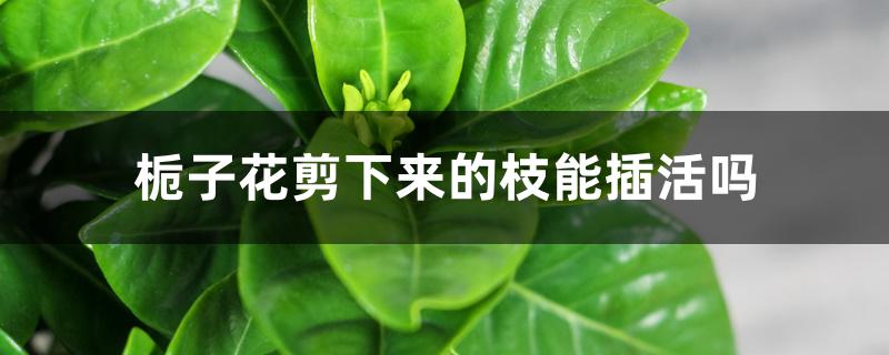 栀子花剪下来的枝能插活吗 栀子花剪下来的枝能插活吗