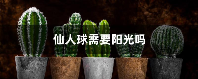 仙人球需要阳光吗 仙人球需要阳光吗