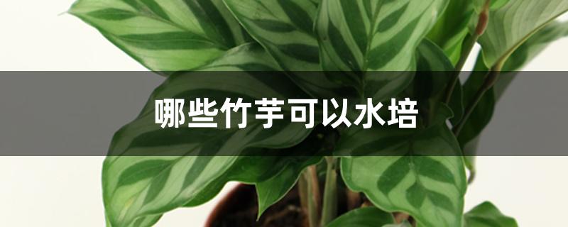 哪些竹芋可以水培 哪些竹芋可以水培