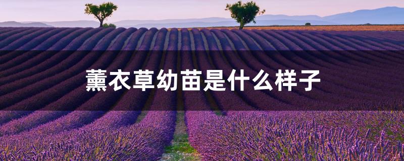 薰衣草幼苗是什么样子 薰衣草幼苗是什么样子