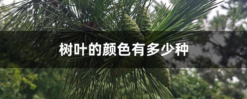 树叶的颜色有多少种 树叶的颜色有多少种