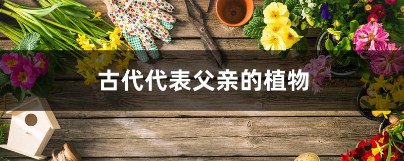 古代代表父亲的植物 古代代表父亲的植物