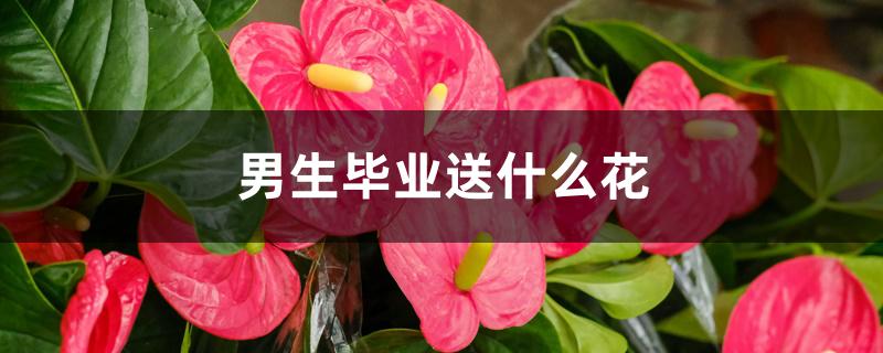 男生毕业送什么花 男生毕业送什么花