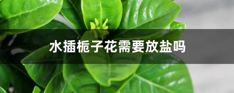 水插栀子花需要放盐吗 水插栀子花需要放盐吗