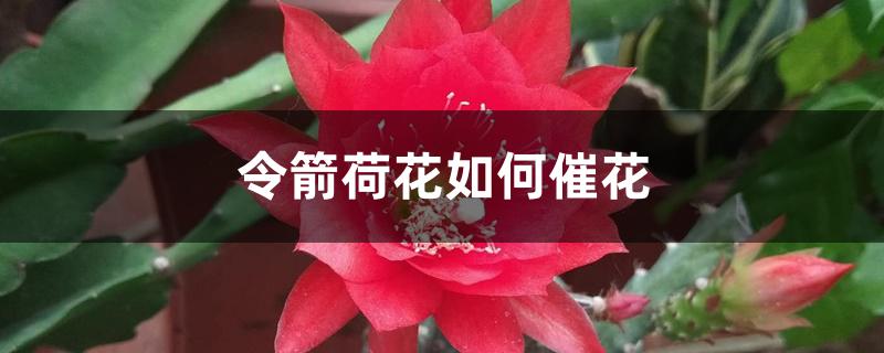 令箭荷花如何催花 令箭荷花如何催花
