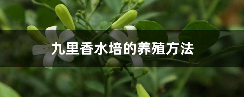 九里香水培的养殖方法 九里香水培的养殖方法