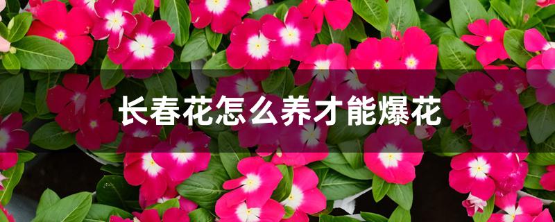长春花怎么养才能爆花 长春花怎么养才能爆花
